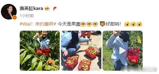 惠英红今天是果农 惠英红果园摘桃 惠英红今日化身果农啦！全副武装走进果园，亲手采