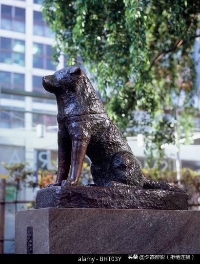 观《忠犬八公的故事》：十年等待，是刻进骨血的忠诚与爱
 
看完《忠犬八公的故事》