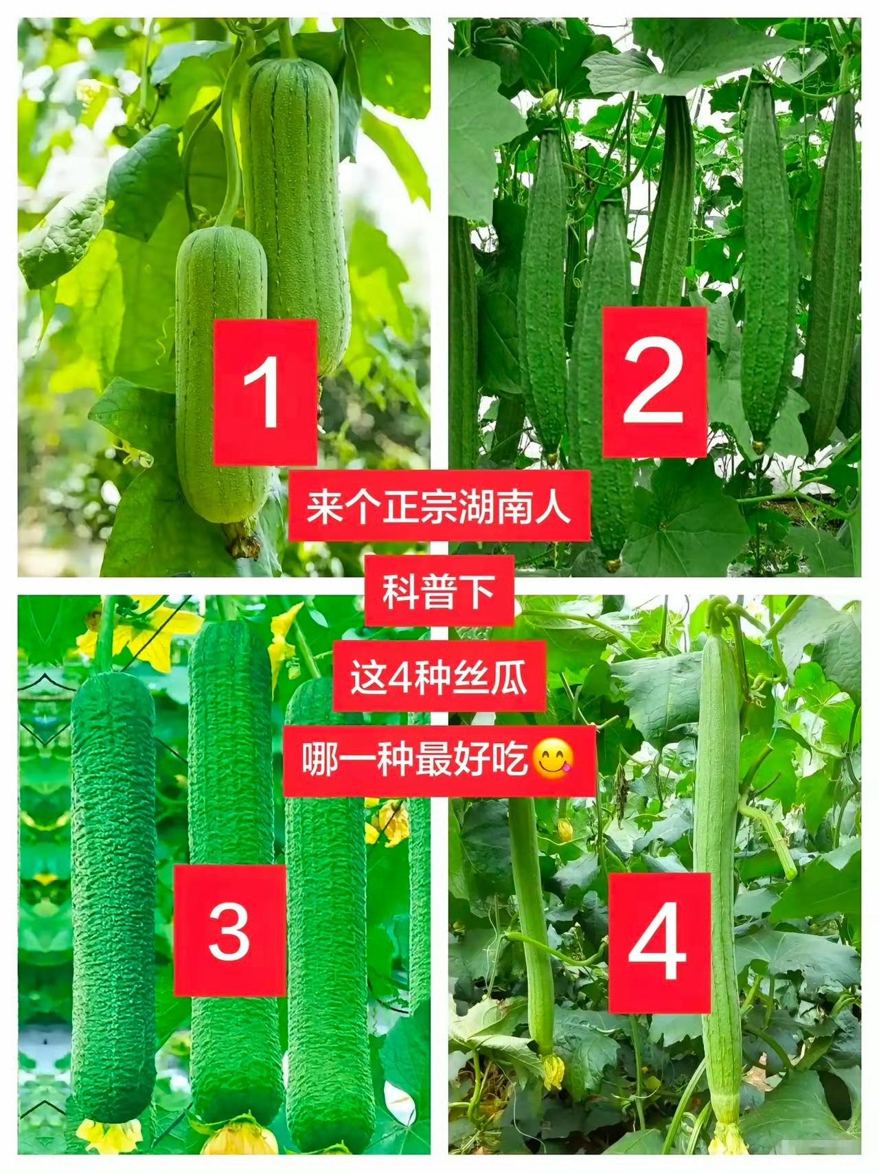 这4种丝瓜，哪一种最好吃？