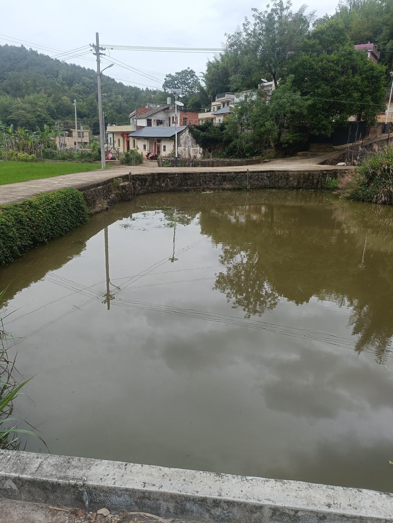 老家的这个水塘是我心中的痛，听我爸说在他小时候这个水塘是我们家的，现在我们整个家