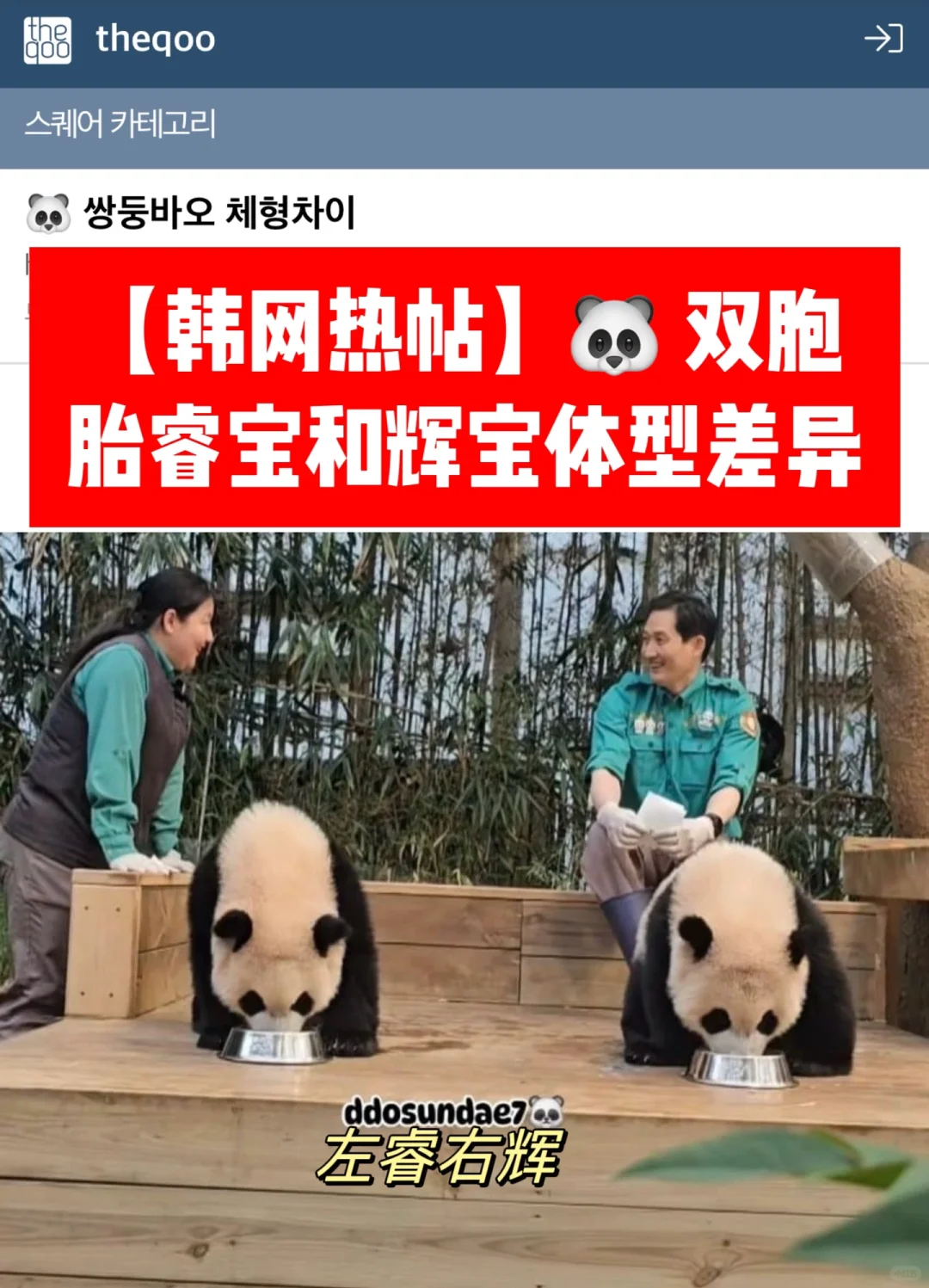 🔥韩网热帖｜🐼 双胞胎睿宝、辉宝体型差异