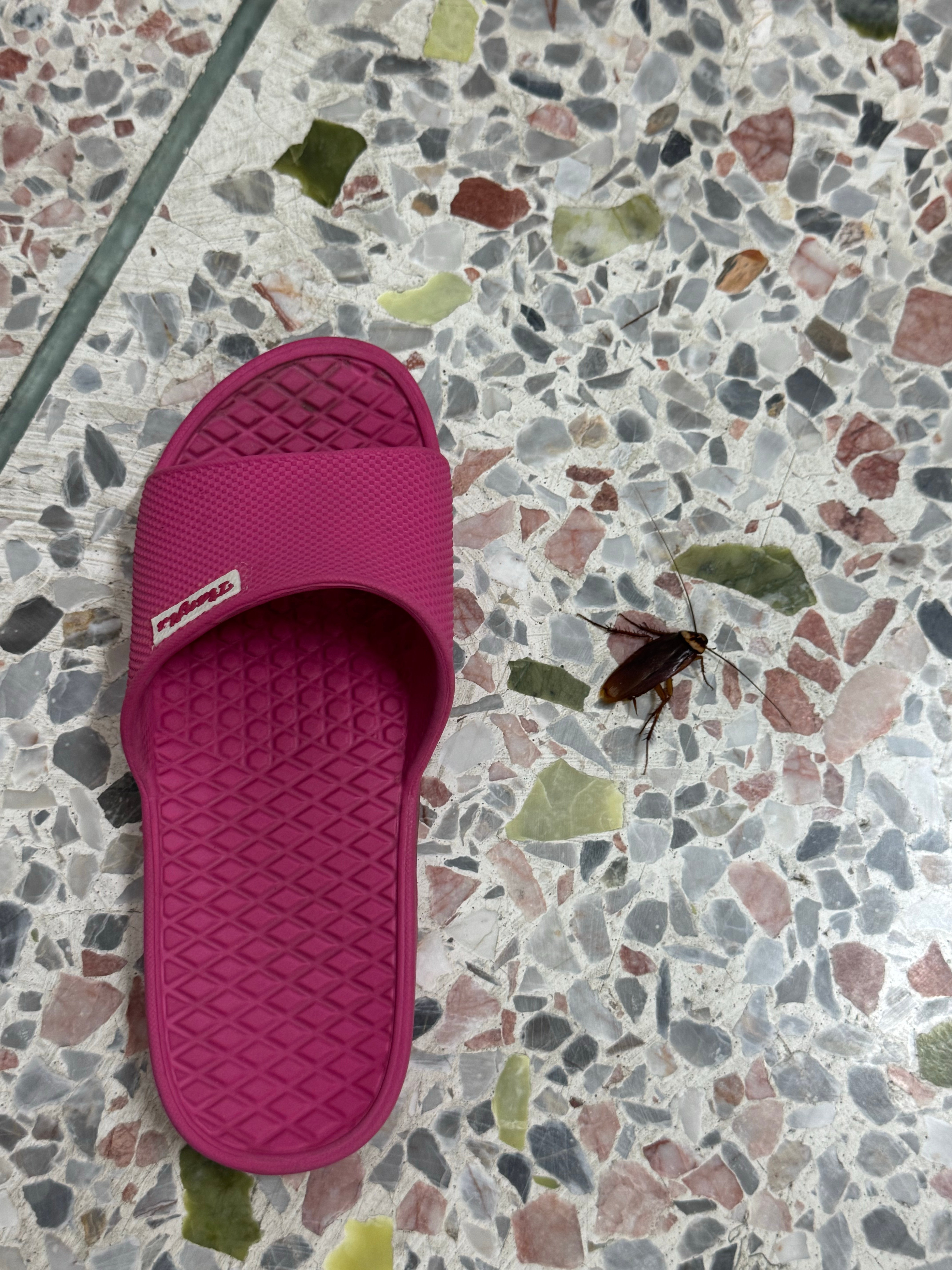 徒手捉🪳 