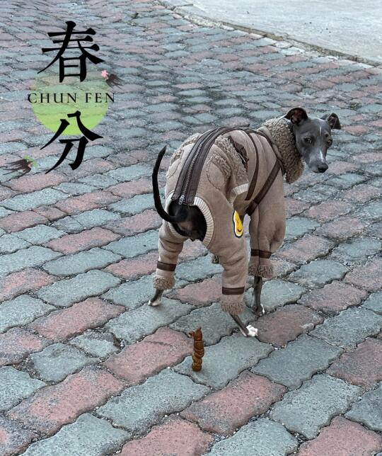 人家春分立鸡蛋 你春分立什么呢