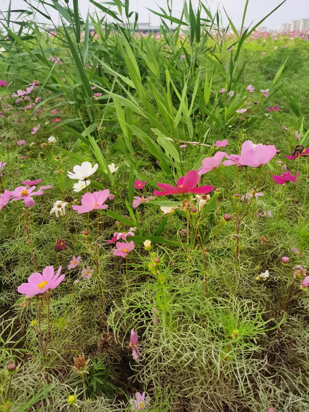 格桑花不挑土地，自在开在乡野之间，没有精心布景，却藏着田园最本真的温柔，平凡的野