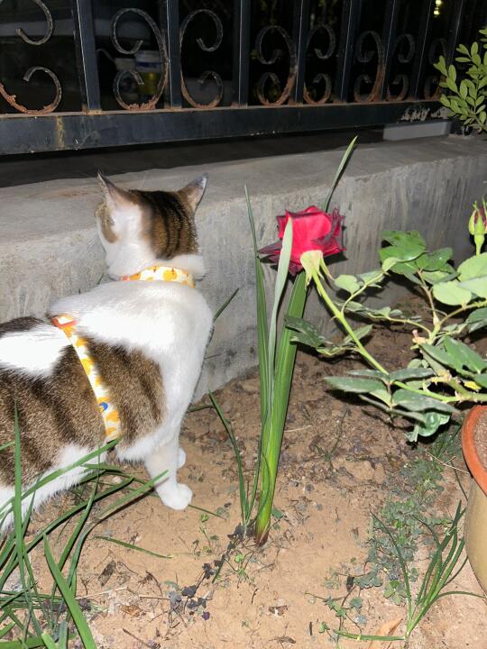 行走的快乐小猫