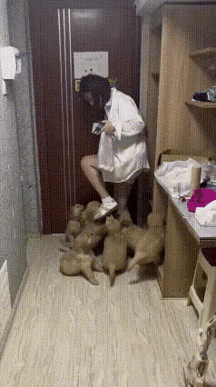 女子一回到家里，刚打开房门还没有来得及换好鞋子，七八只全毛宝宝就一窝蜂的围了上来