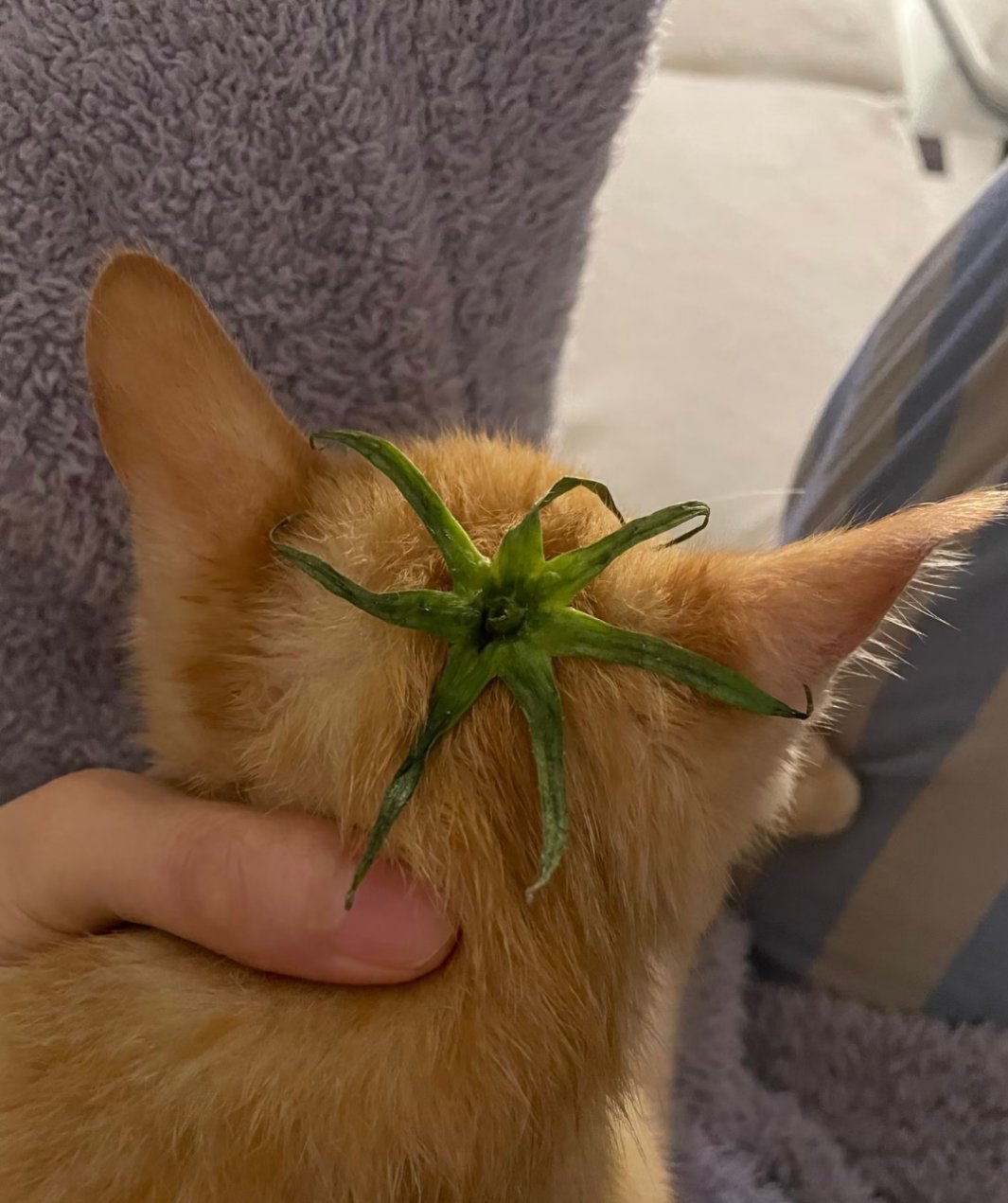 这是什么水果？ 