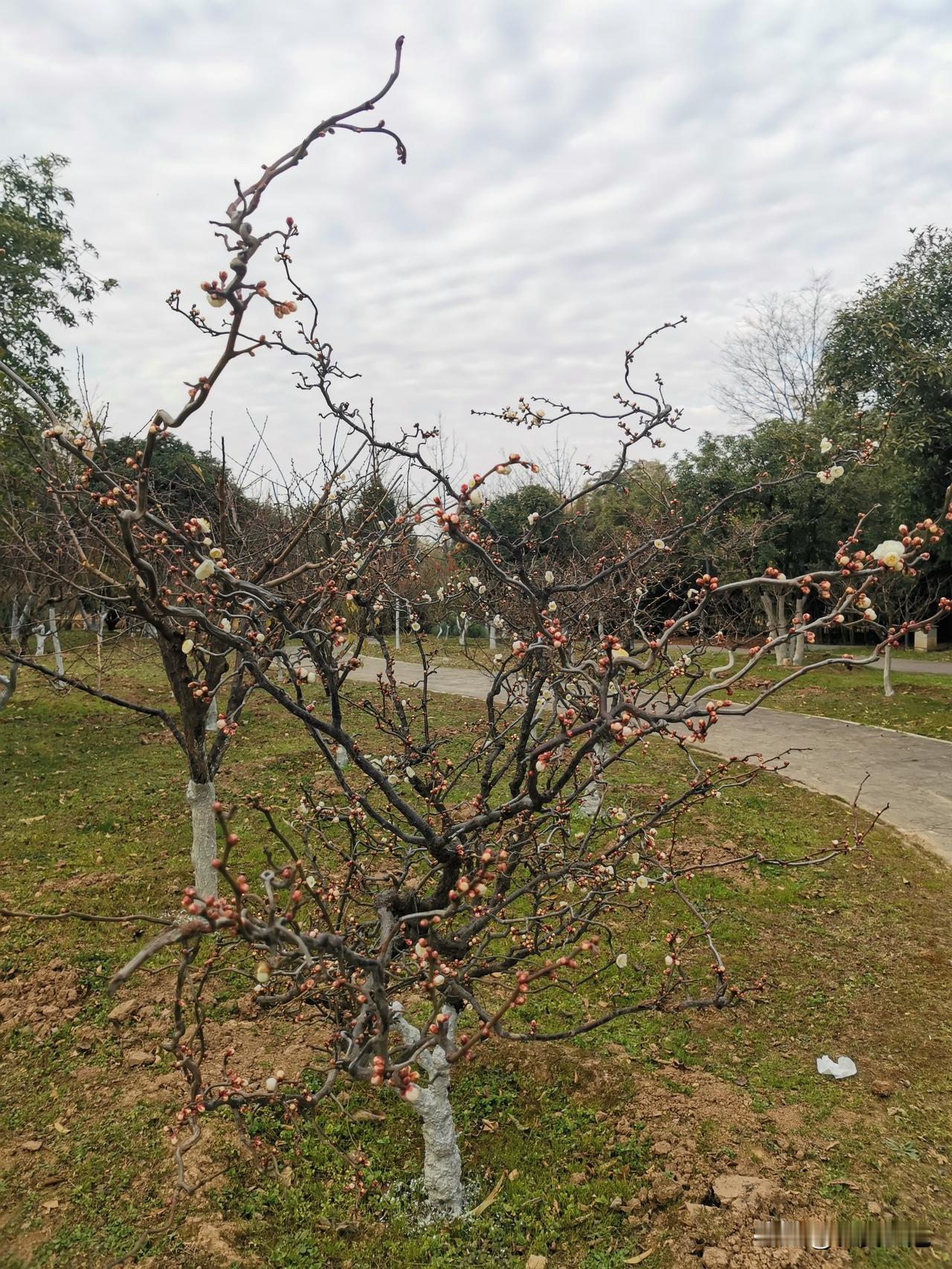 西安植物园的梅花开了，咋回事？按时节，西安的梅花立春后3月中旬开，上海的梅花开得