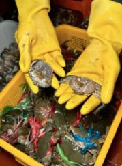 日本政客想的太“美好”了，他们这样认为的：日中对立升级尚未达到顶点，双边关系最长