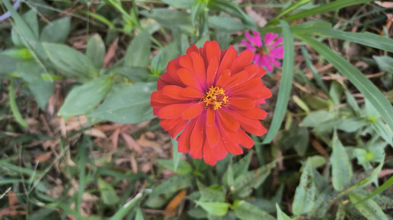#那些好看的花花草草#
