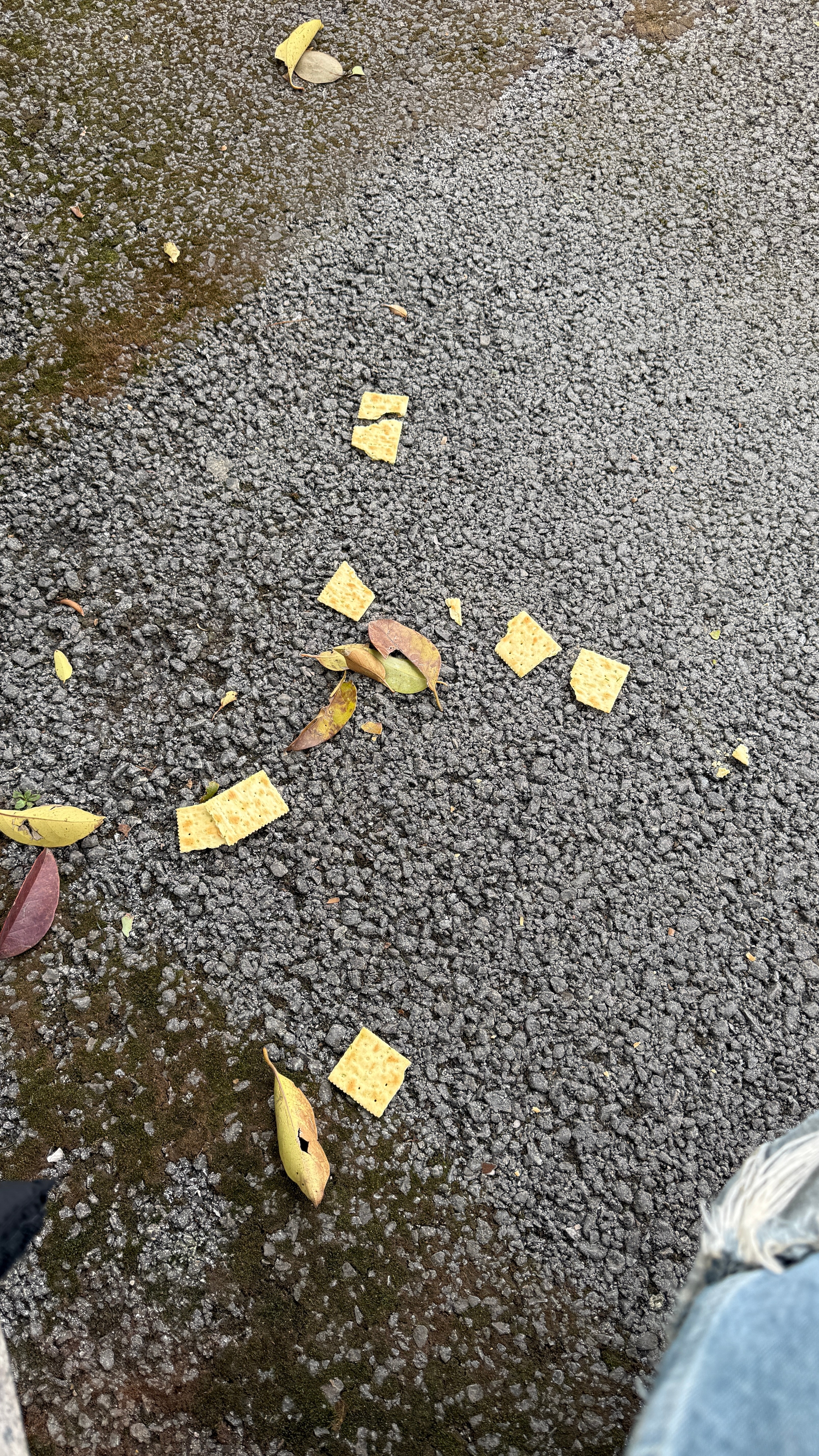 我唯一的干粮 一打开全撒了 不知道啥意思 