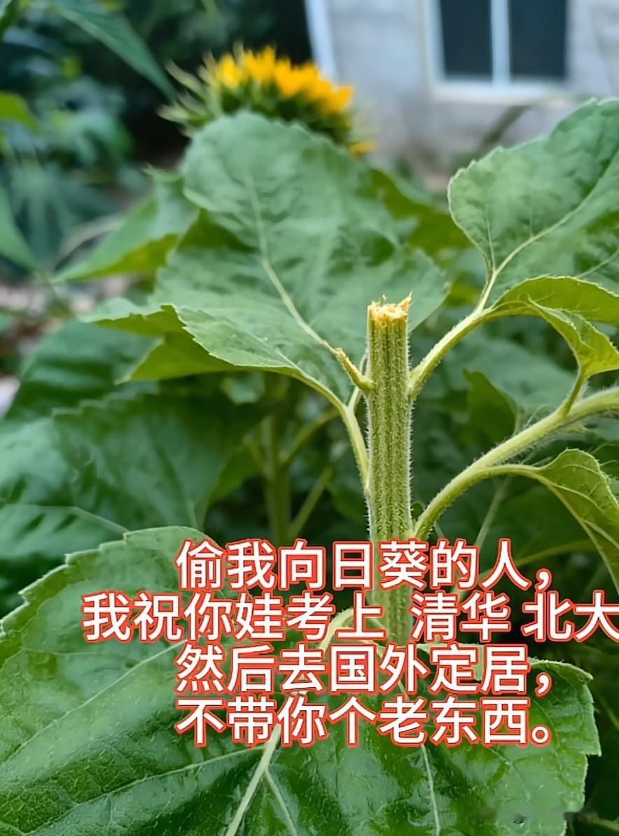 连根拔掉，主人家不就看不到了吗？其实父母心情可以理解，但是不要把自己的嫁接被人损