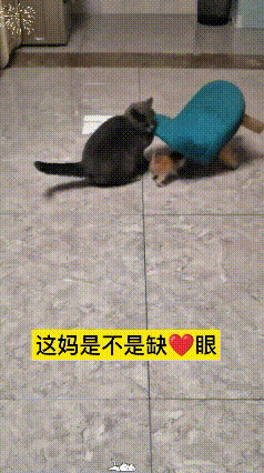这猫妈也太不靠谱了，自顾自搁那扒拉凳子玩，压根没注意小猫悄悄跟在身后。
一顿乱挠