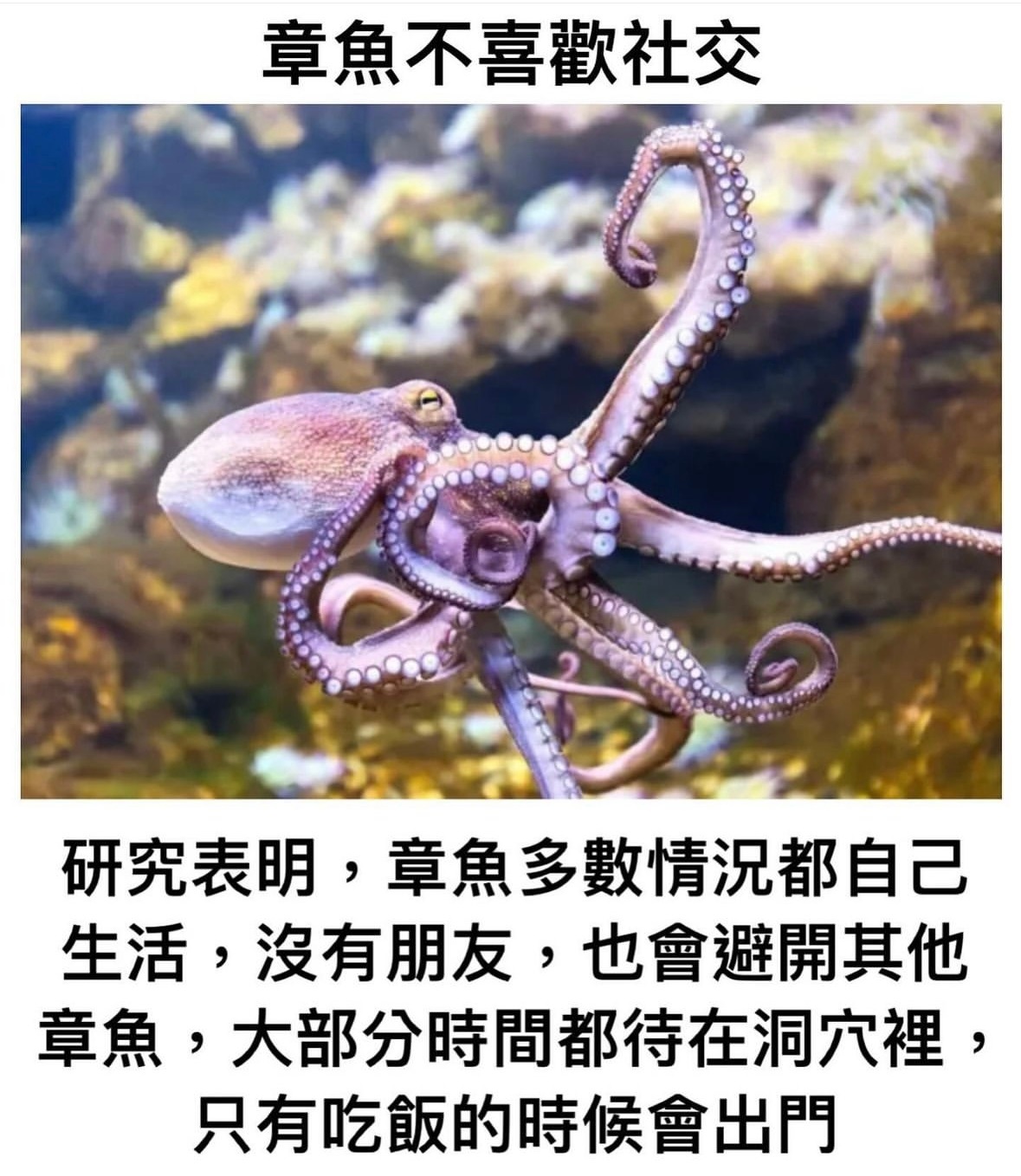 我是章鱼哥#meme# ​​​