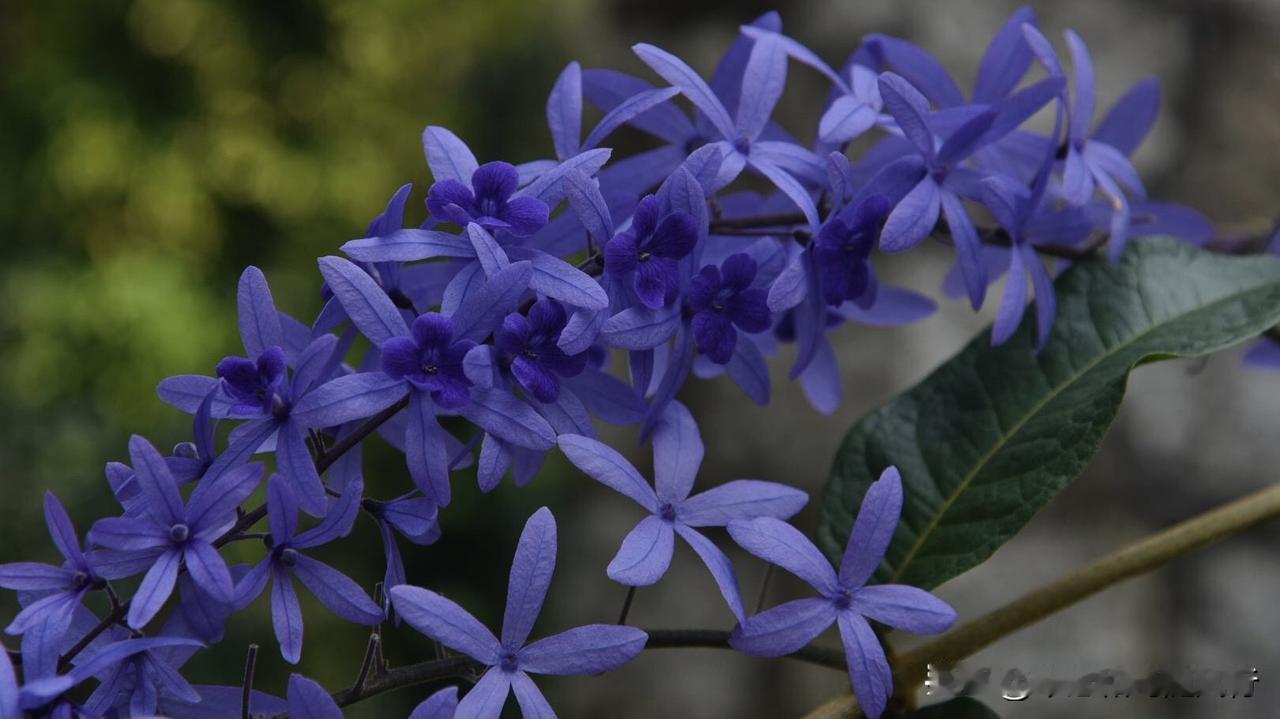 古印第安人称其为“大地织女”，认为它编织出连接天空与土地的浪漫纽带。
     