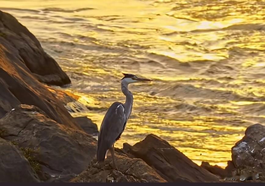 渡江云.江矶鹭影伴归舟

作者:墨琴

暮霞铺绛绮，浪摇金碎，风软抱云羞。
石矶