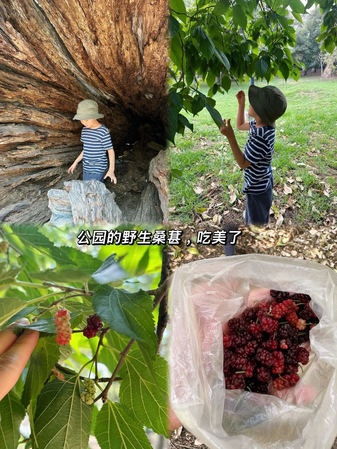 🇲🇽墨西哥｜这个周末吃美了🍇☕️🌮
