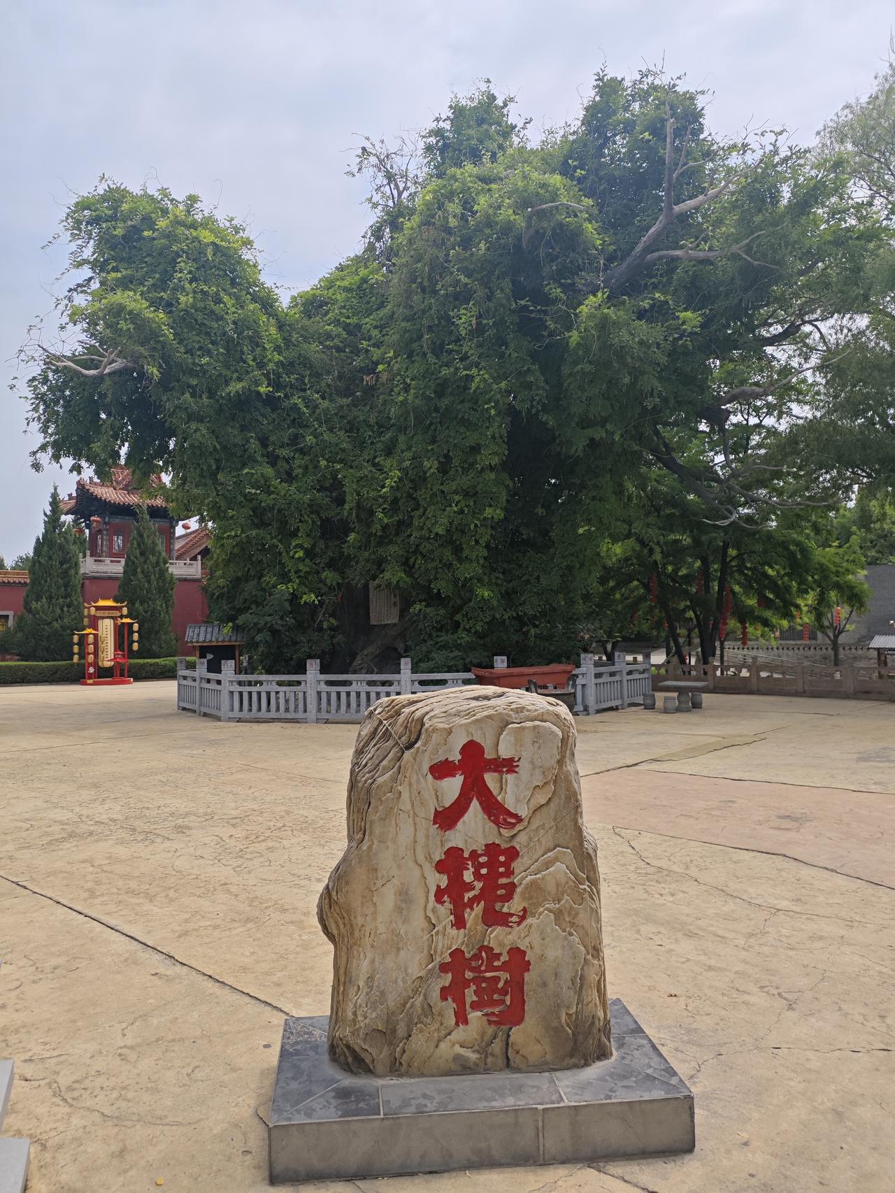 大槐树下的思考

丙午马年，乙未六月，庚子之日，来到山西洪洞县，站在广济寺旁，大