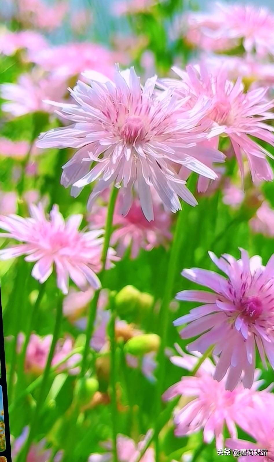生活需要柴米油盐，也需要鲜花作伴，让花的色彩在平凡的日子里灿烂。时光因花而美丽，