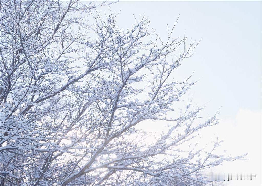 大蜀山的雪后美景终于藏不住了！经过短暂封山后，这片银装素裹的仙境重新对外开放，游