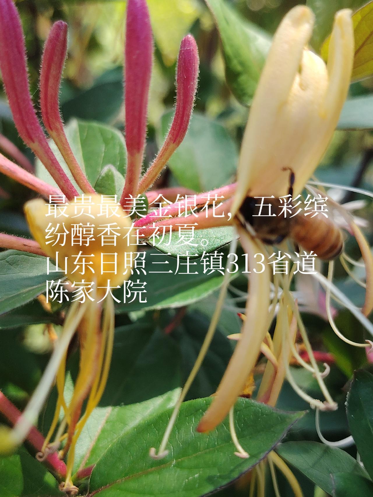 晒晒随手一拍美丽的花朵