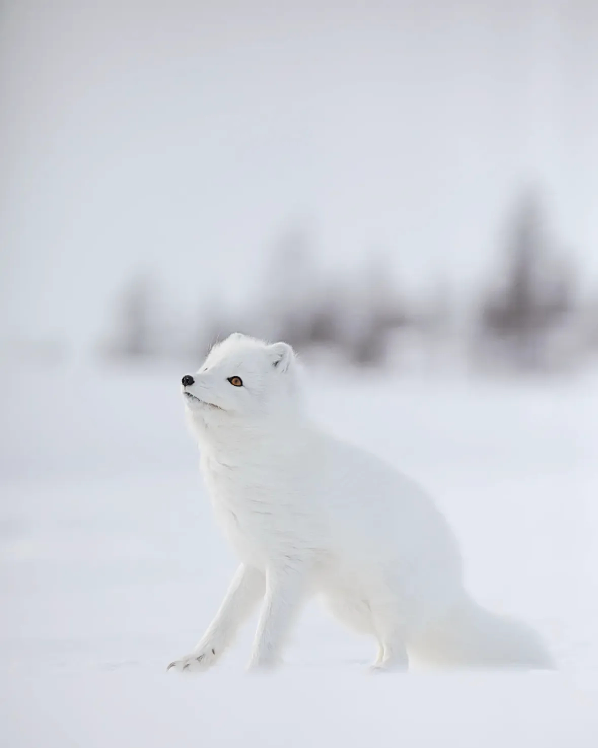 狐狸 北极狐抓鱼©️olga_lvovnaa 