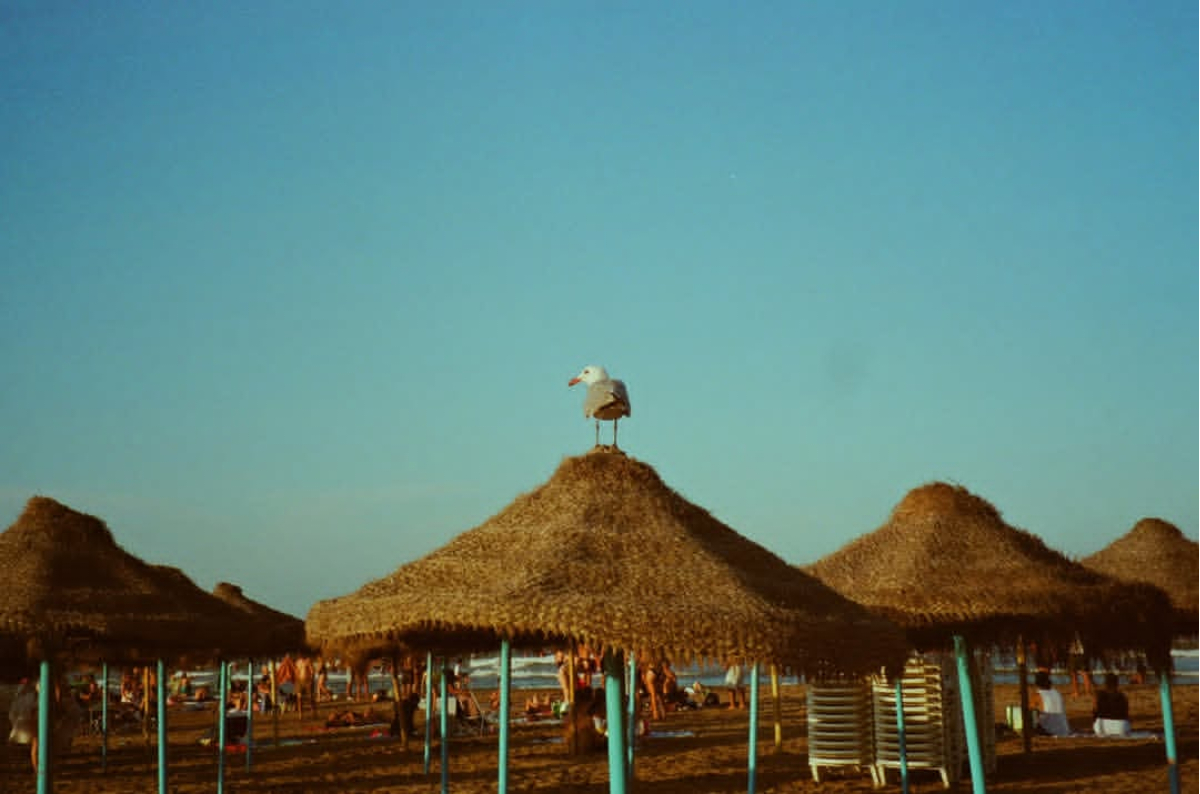 jdiaswatson I am gull 