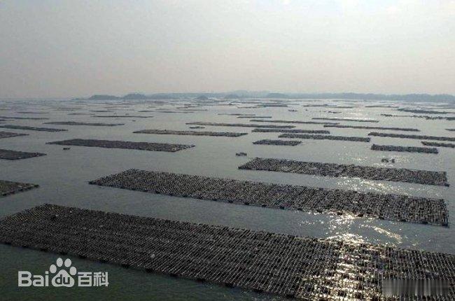 蚝美钦州潮听河海 “蚝味争霸——蚝美钦州，味动八方”。钦州市市场监管局主办、钦州