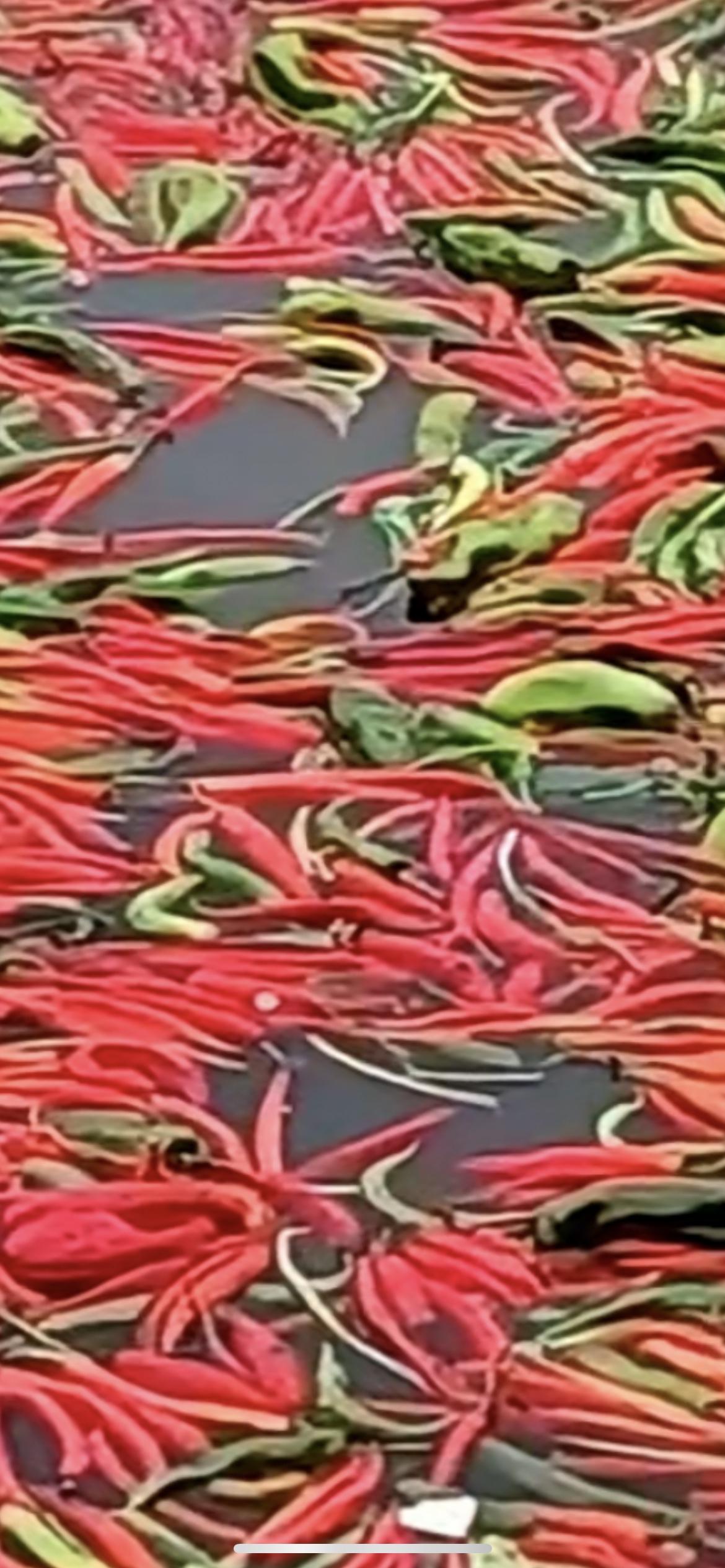 男子坚持2年用辣椒喂鱼，每月约喂10吨 ，最多时1天能喂1万斤，涵盖朝天椒 小米