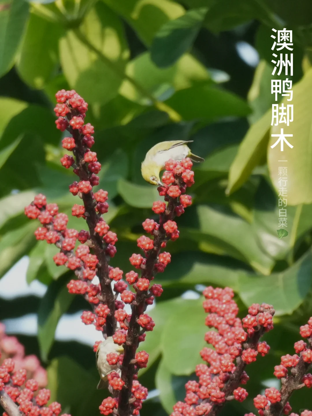 澳洲鸭脚木 | “冰糖葫芦”又长好了