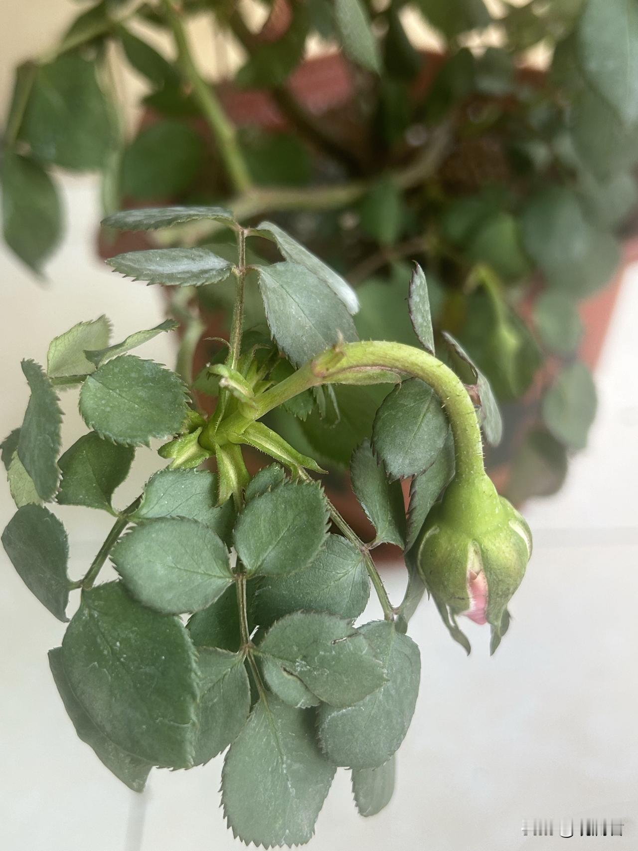 今天被卖花的直播间拉黑了。
事情是这样的，我在直播间里买了两盆月季花，一颗28.