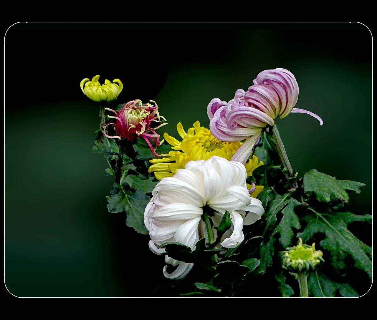 《菊花，拍自61届成都菊展》
        菊花，肯定是菊科植物，系短日照植物