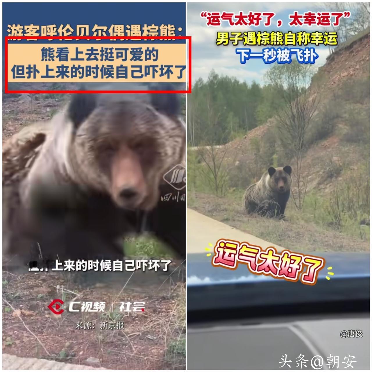 胆子真的太大了！

真的很难理解有些人的侥幸心理，在野外遇见猛兽，居然还想着驻足