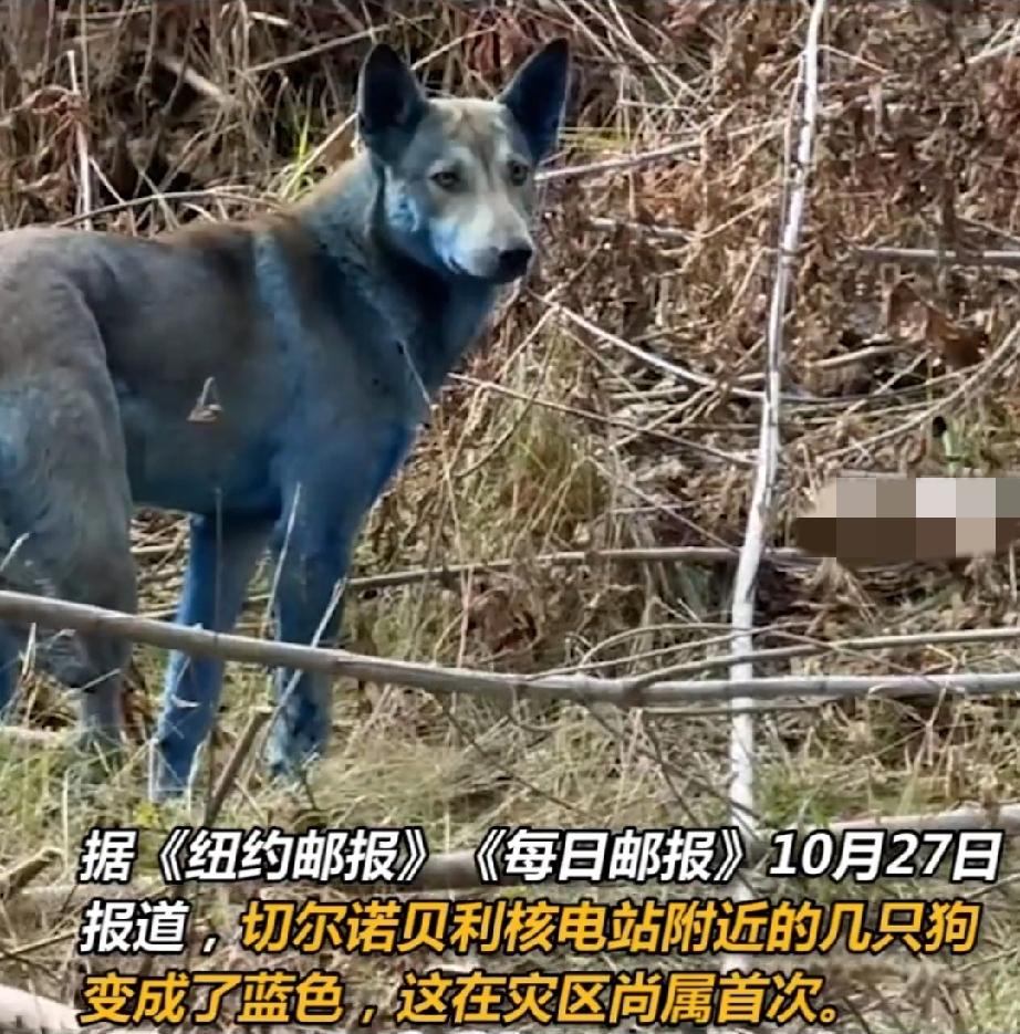 10月27日，乌克兰北部切尔诺贝利核电站附近，当地民间组织“切尔诺贝利的狗”在抓