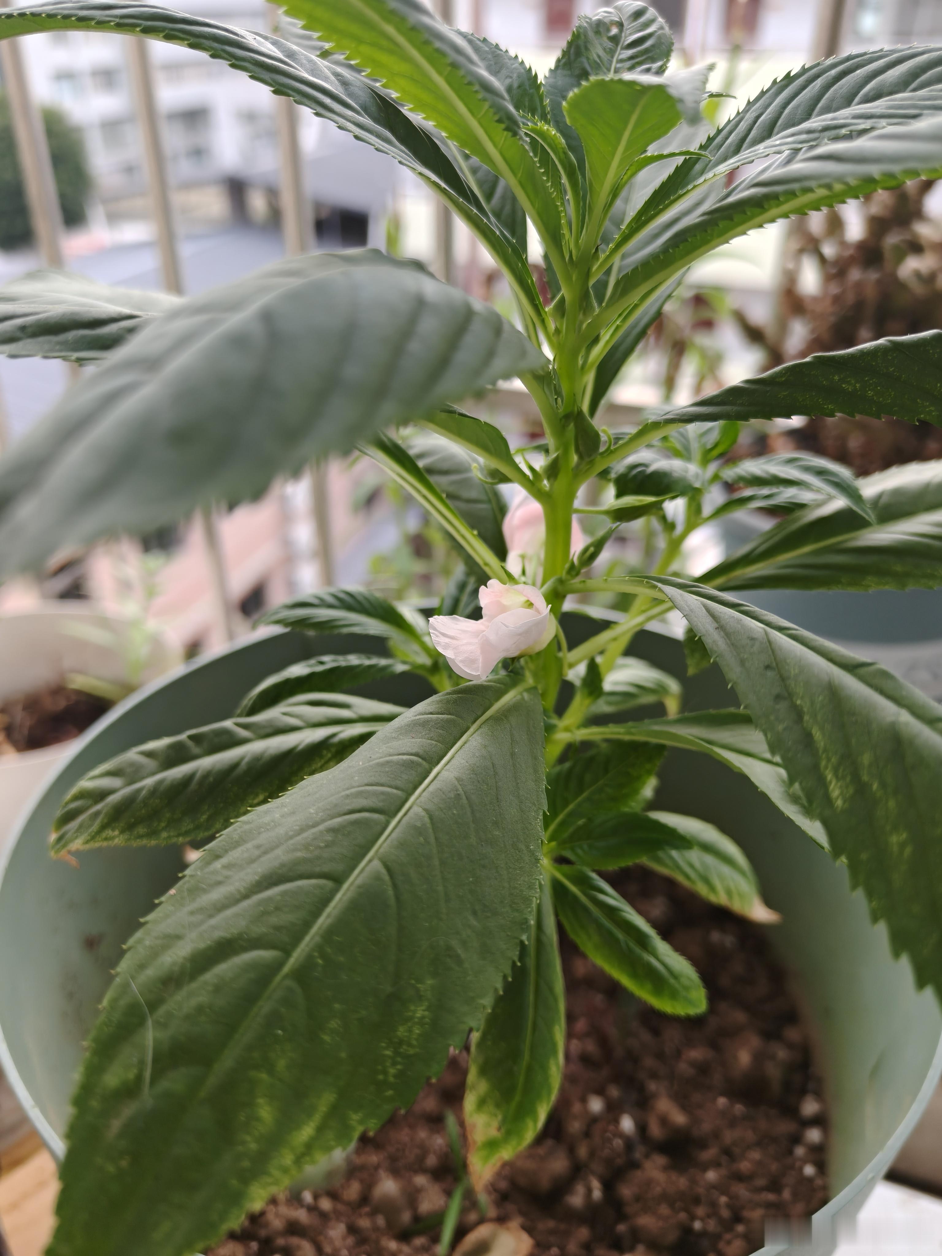 清晨第一件事看看我的花花草草，心情就特别好生活每天都要遇见美！一切烦心事都抛开，