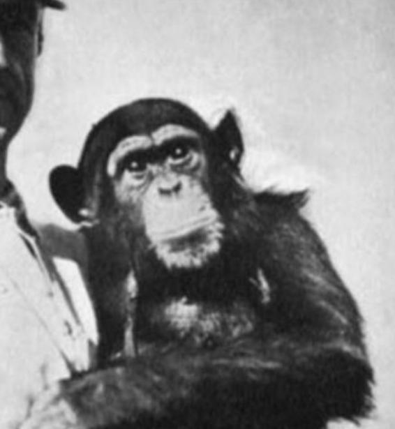 1920年，一俄国医生谢尔盖・沃罗诺夫突发奇想，将猴睾丸移植到74岁老人体内，术