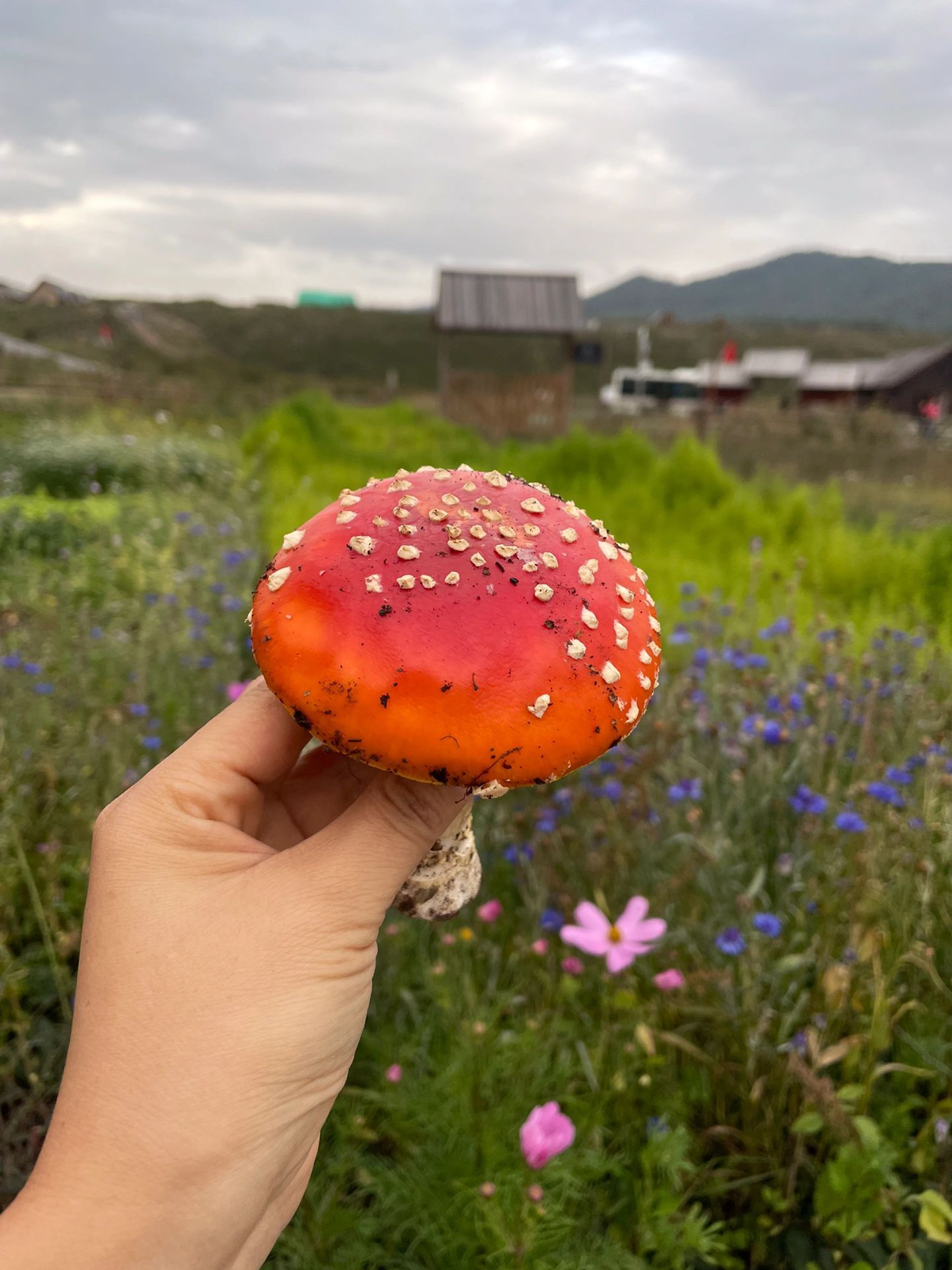 藏在阿勒泰角落里的宝藏！怎么到处都是宝贝呀[哇] ​​​