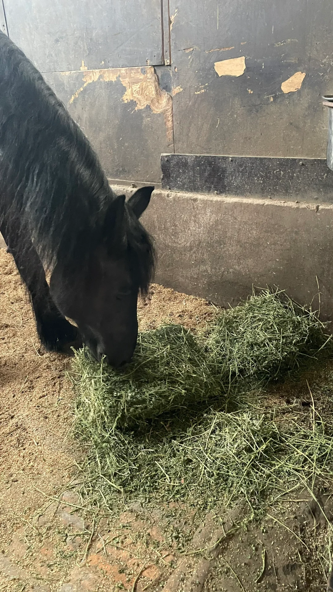 一看教练加草就知道偏心多少[抠鼻R]苜蓿草看着真香