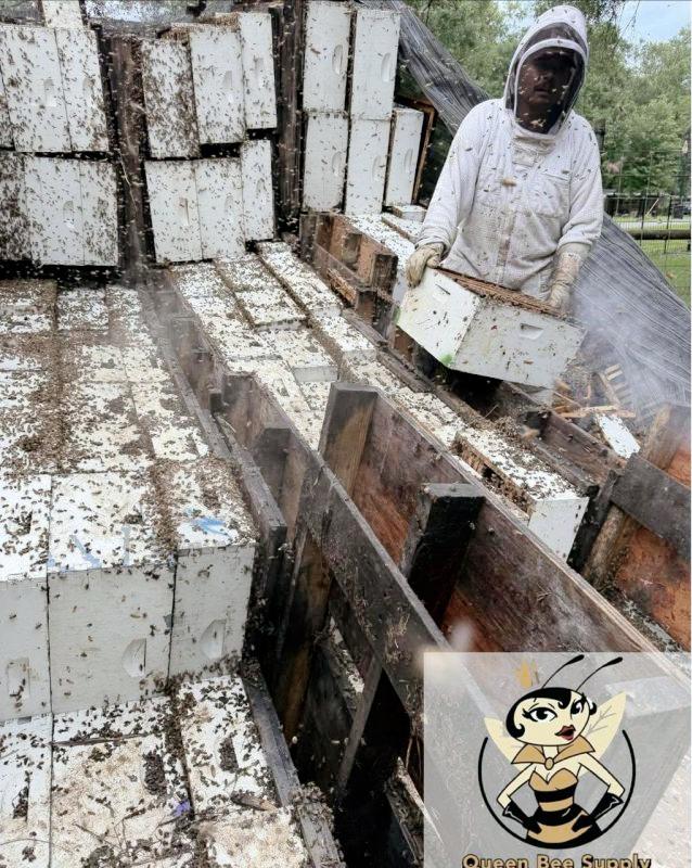 美国，一辆装载有2000万只蜜蜂的卡车翻车，铺天盖地的蜜蜂散落在附近的一个社区。