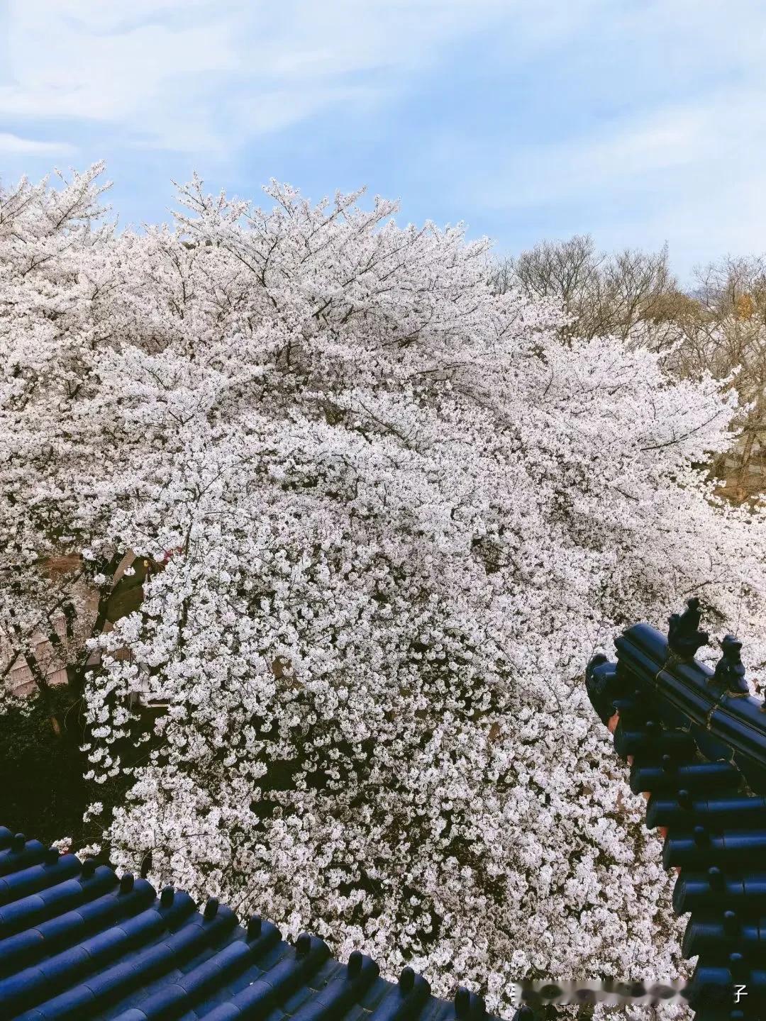 无锡樱花，迎笑脸
春风送暖景清新，满目芳菲绽艳春。
快意出游迎笑脸，樱花谷语悦人