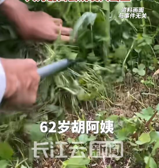 8 月 5 日报道，浙江宁波，一 62 岁阿姨在田间除草时，被毒蛇咬伤，家属情急