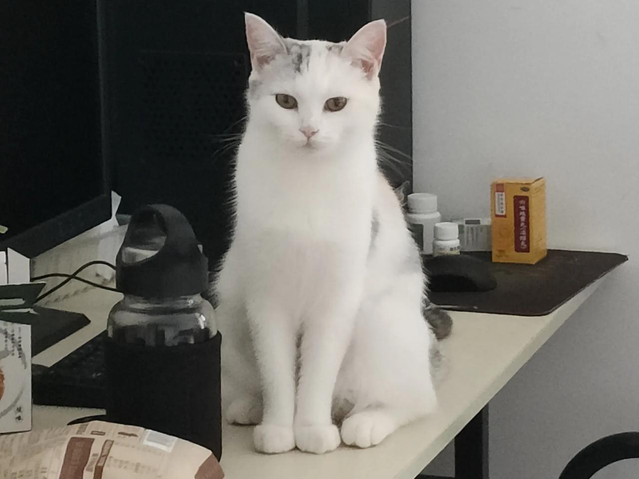 前几日扫地，发现归拢起来的猫毛很少，就想莫非天凉了猫就不咋掉毛了?可是这几日扫地