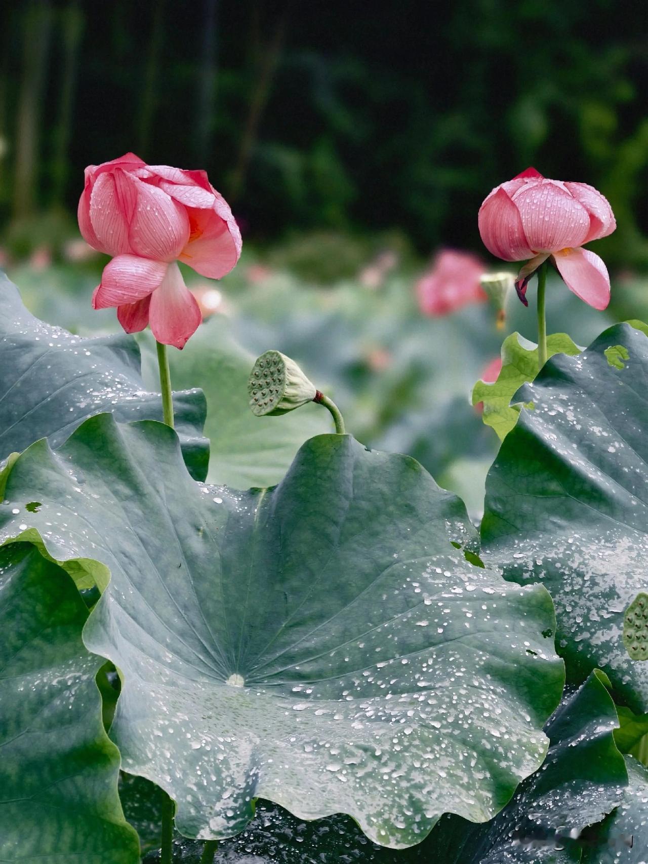 《七律.雨荷》
骤雨潇潇覆碧塘，
翠盘倾露泻银光。
飘零粉瓣浮轻艇，
淡锁寒烟绕