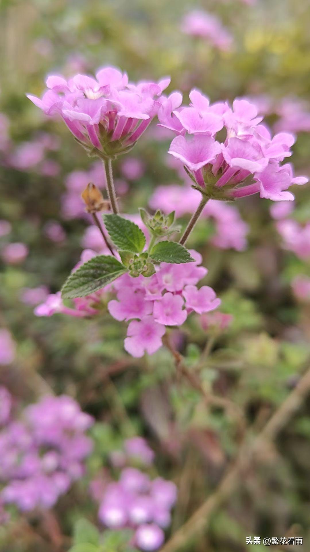 二月悄然落幕，三月携春而来。告别冬日的余寒，迎接花开的温柔，愿过往所有遗憾，都化