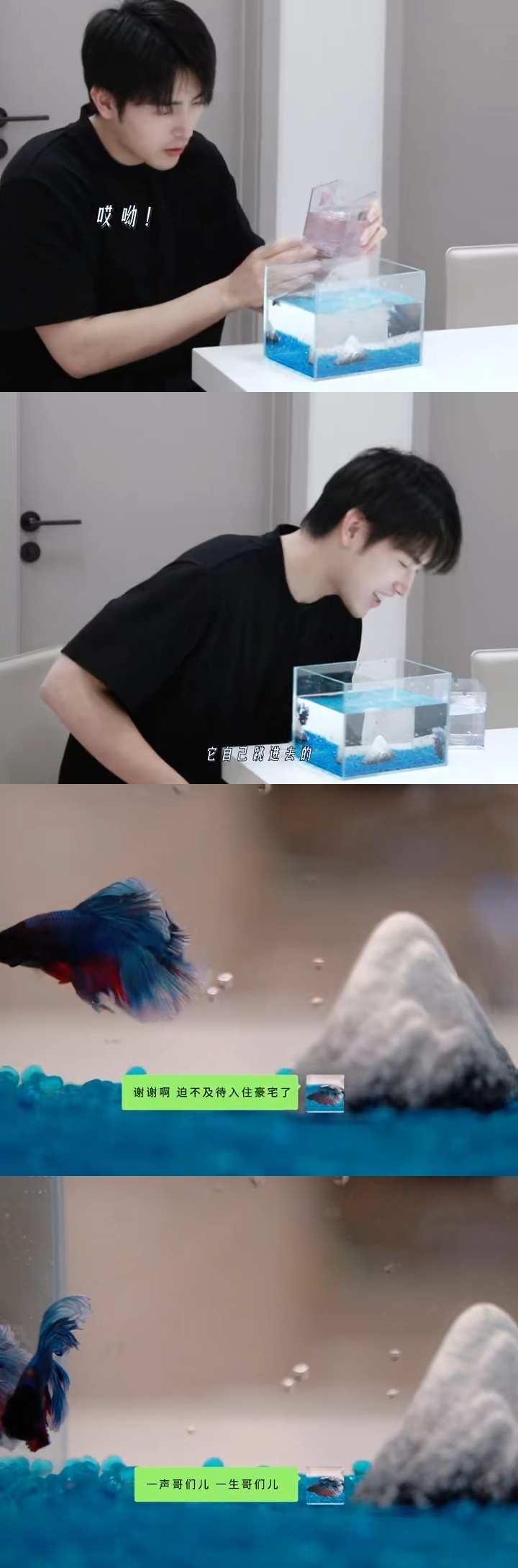 那鱼是陈飞宇的哥们儿 欢迎观看陈飞宇给鱼哥们儿小水缸换豪宅vlog～鱼的名字想了