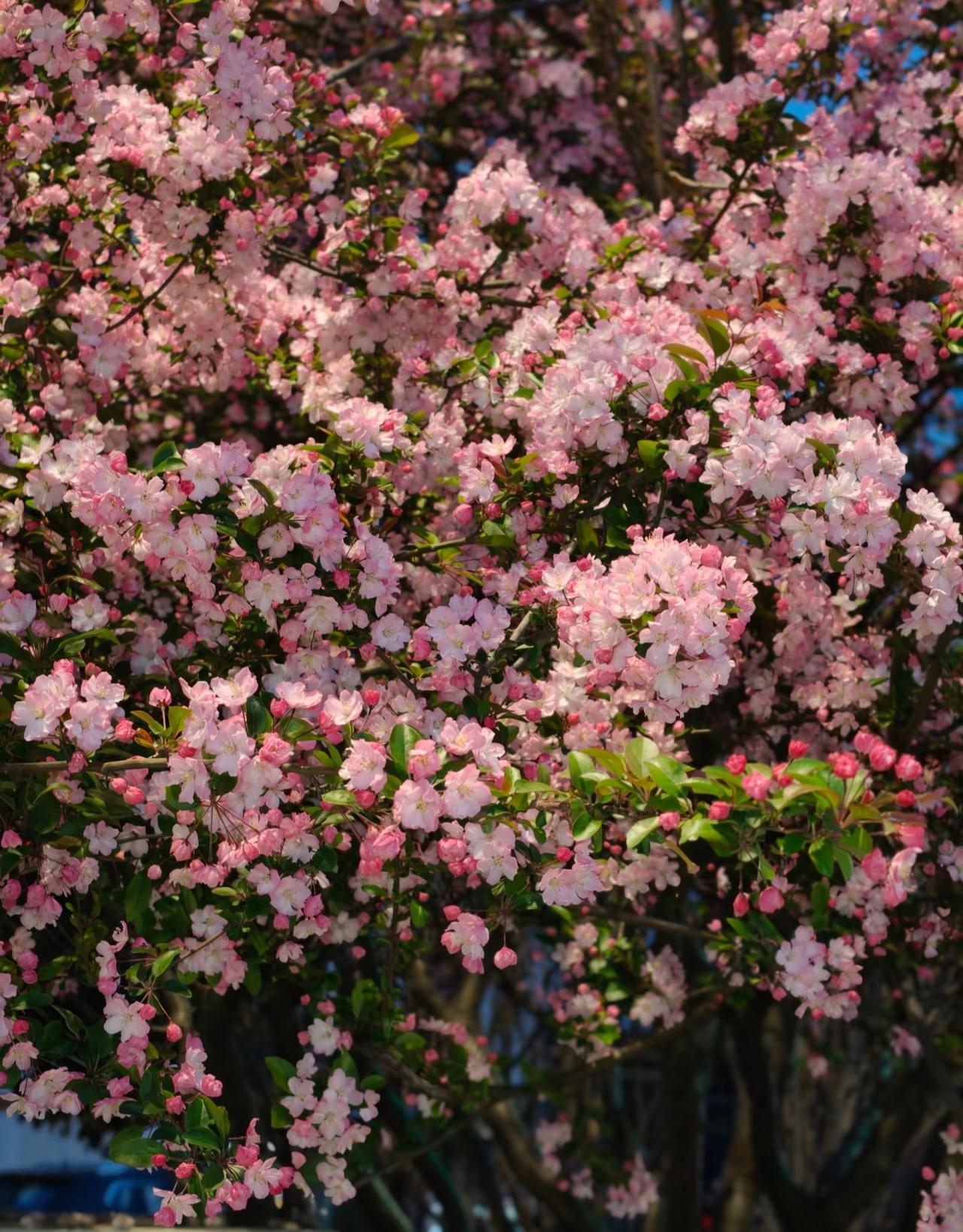 海棠花丨真的美炸了！
下班回来的路上，
碰到了正在盛开的海棠花，
随手便拍了下来