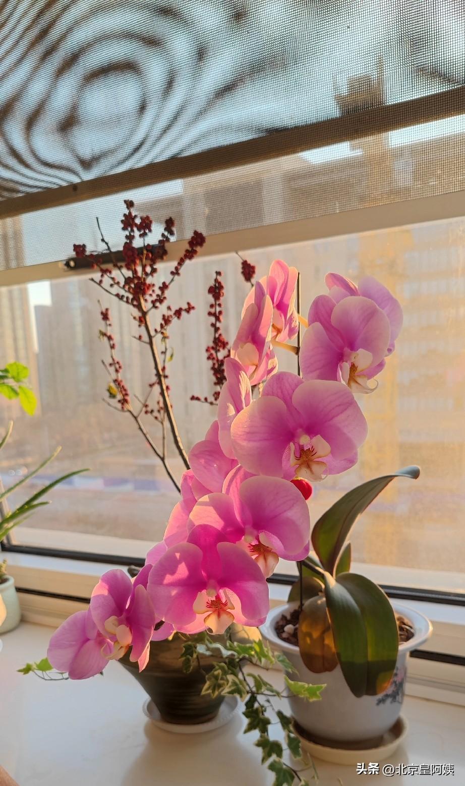 记录我的2026窗台上一盆盛开的粉红色蝴蝶兰沐浴在初阳的光芒中，令人喜悦。