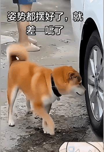 狗狗摆好姿势准备撒尿，结果车子呲溜一下开跑了[笑哭][笑哭][笑哭]