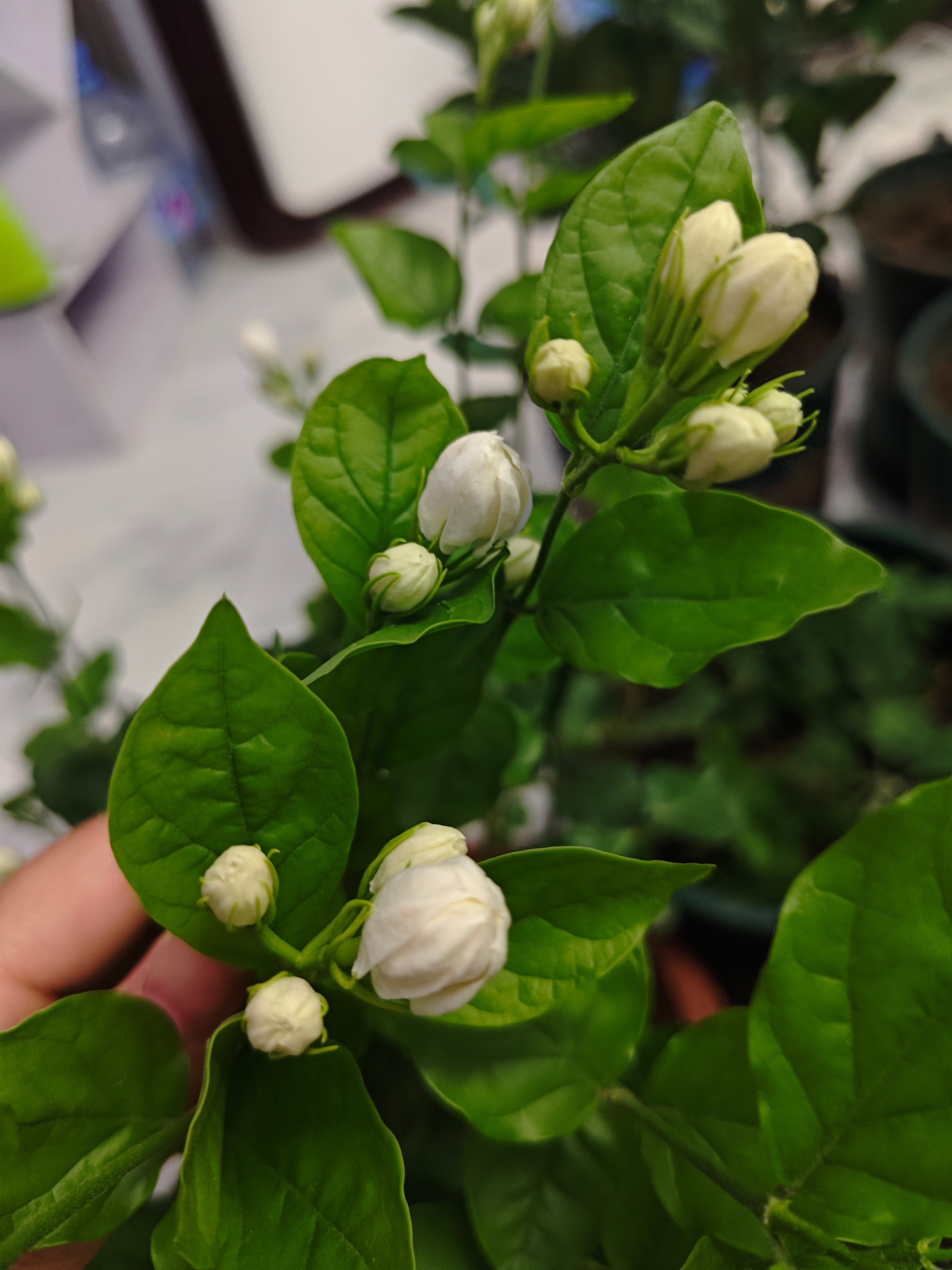 谁给我看看，这是不是虎头茉莉？？我们这里10元一盆。[哈哈][哈哈] ​​​