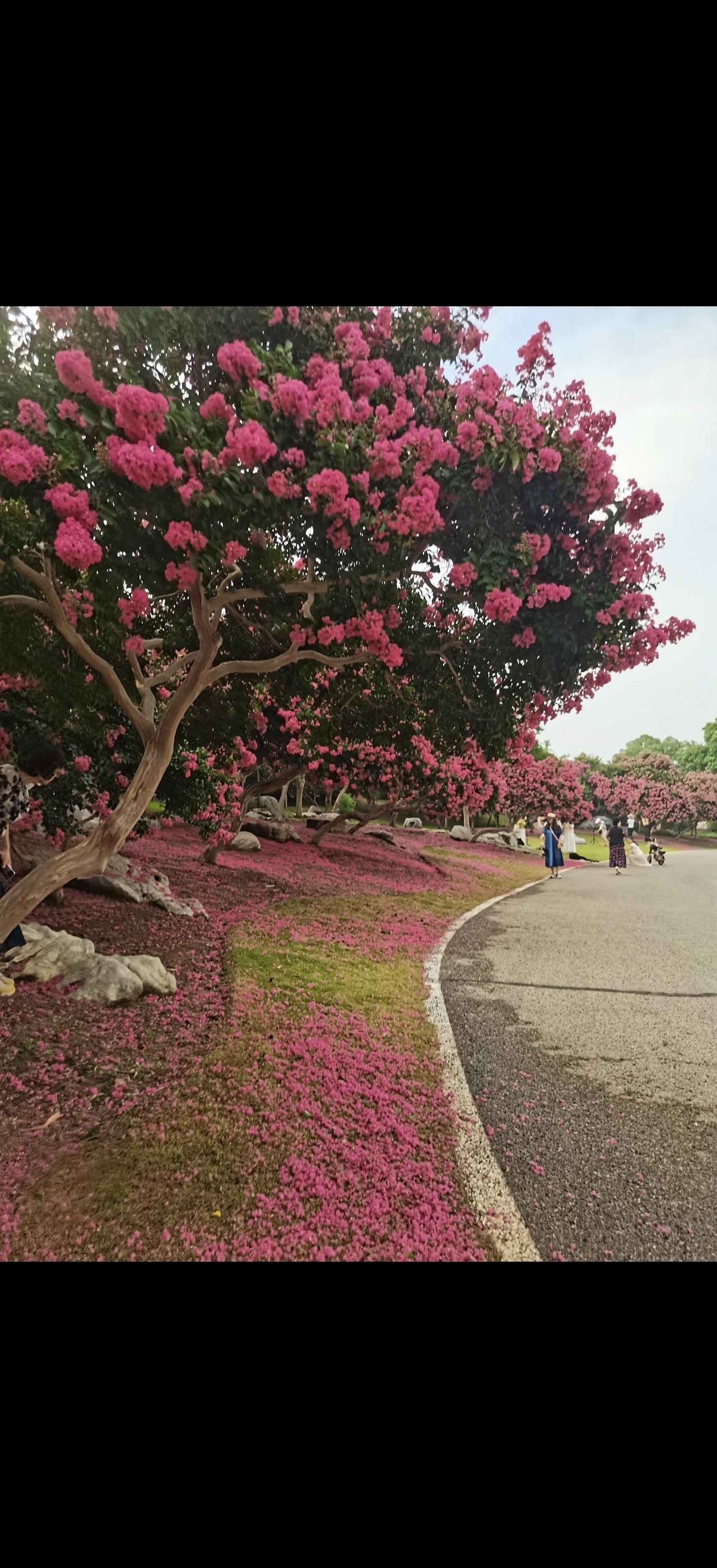 粉花满径，芳草如茵。